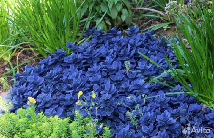 Очиток Blue Pearl (Блю Перл),укорененный черенок