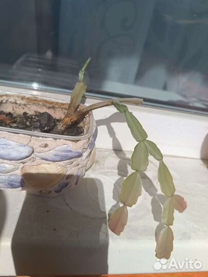 Цветок декабрист