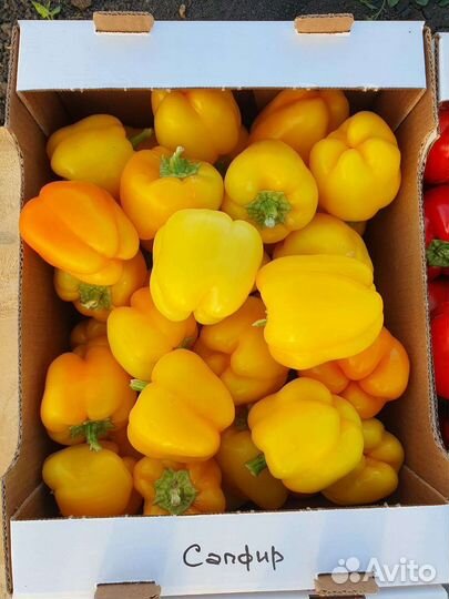 Семена овощных культур