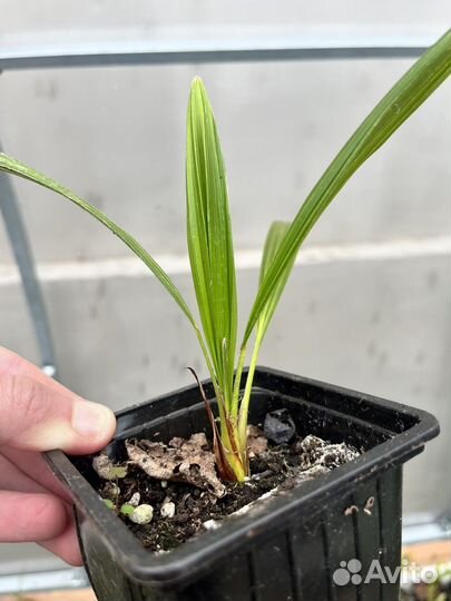 Трахикарпус форчуна