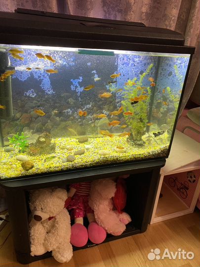 Аквариум с рыбками