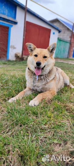 Собаки бесплатно