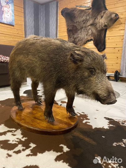 Чучело кабана