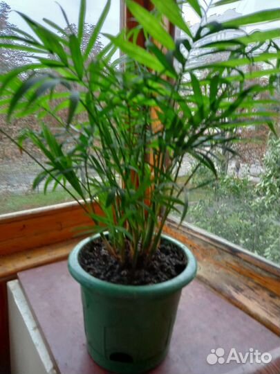 Пальма Хамедорея комнатные цветы
