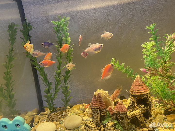 Аквариум