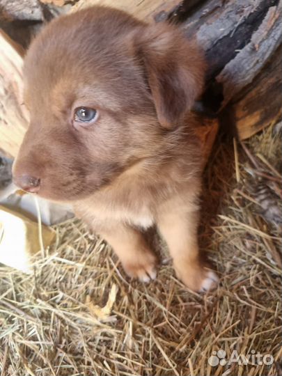 Собака в добрые руки щенок