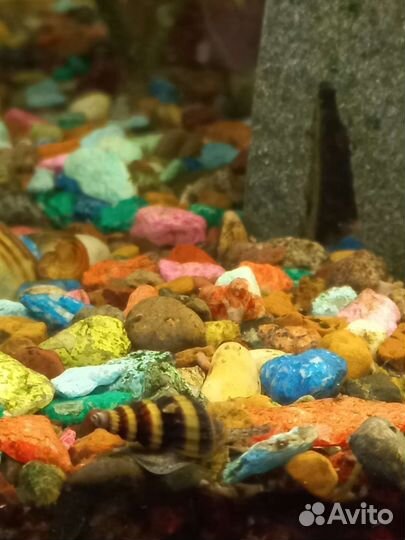 Улитка хелена