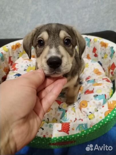 Щенки бесплатно