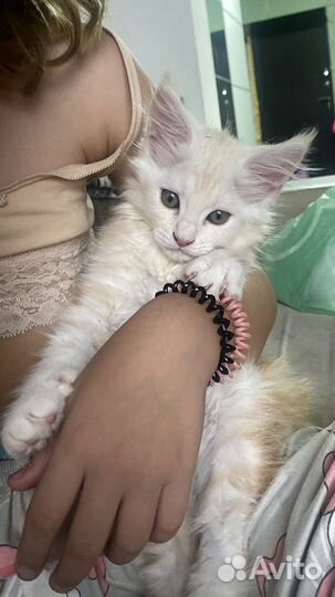 Котята мейн-кун