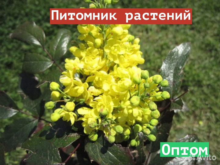 Саженцы Магония падуболистная Мahonia оптом