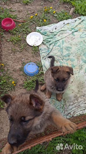 Щенки немецкой овчарки