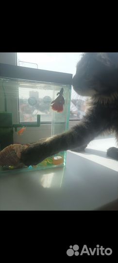 Аквариум с петушком
