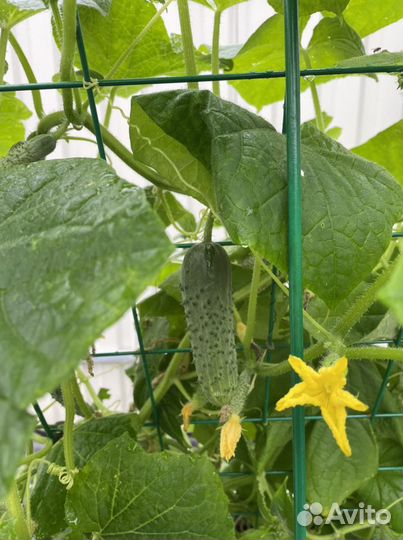 Шпалера для огурцов и вьющихся растений 120х80 см