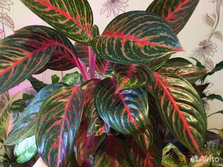 Аглаонема суприм Спатифиллум