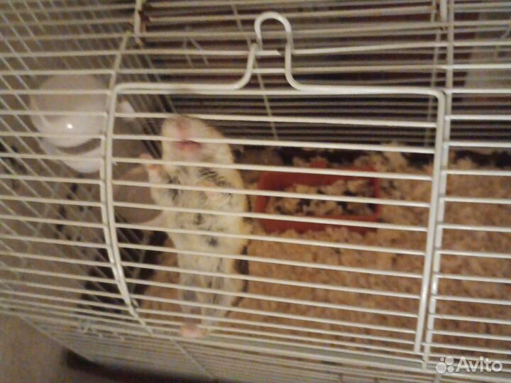 Джунгарский хомяк