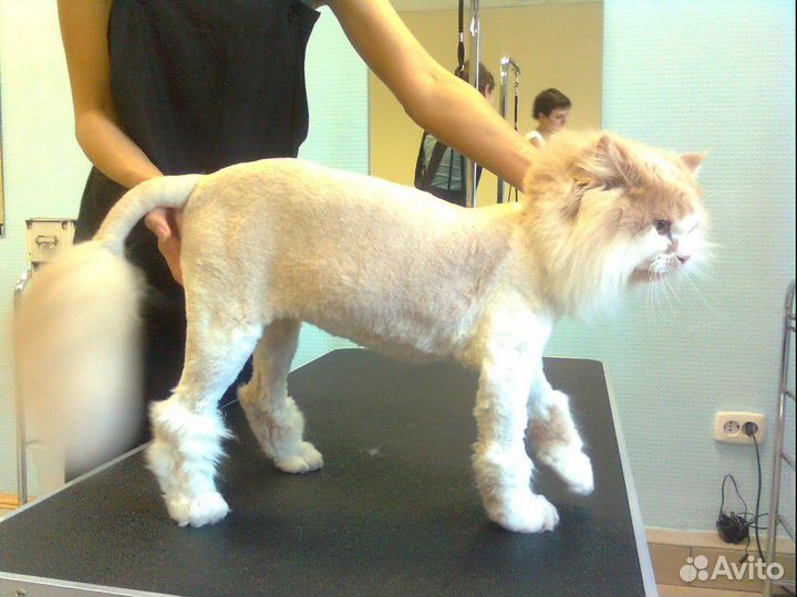 Профессиональный груминг собак и кошек разл. пород