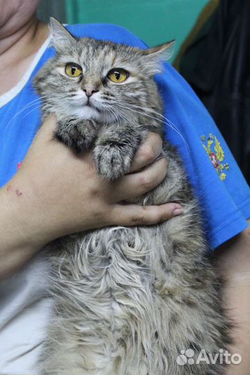 Кошечка Леся