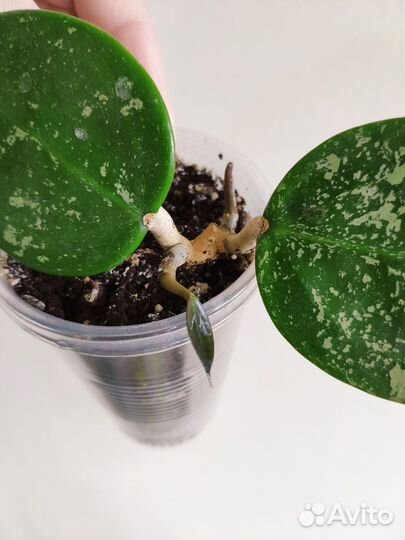 Хойи из личной коллекции