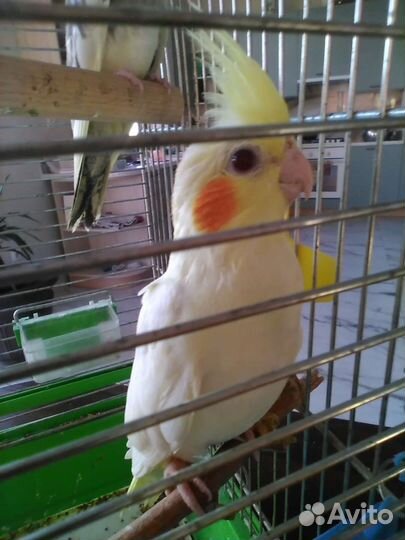 Птенцы кореллы 1.5 месяца