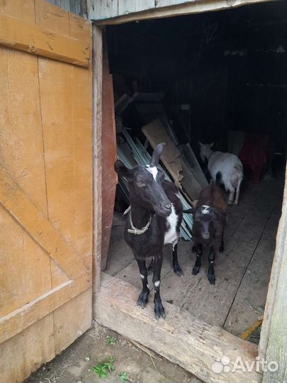 Козел, козы