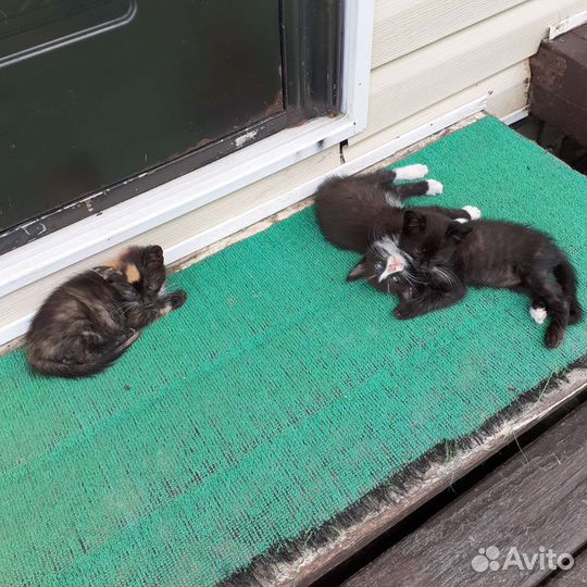 Кошка в дар бесплатно