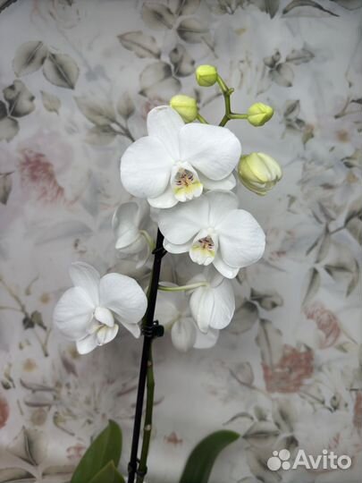 Орхидея фаленопсис