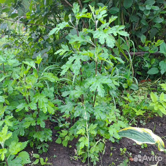 Хризантема корейская Белая, Желтая