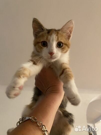 Кошка в дар бесплатно
