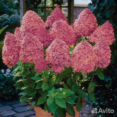 Гортензия метельчатая