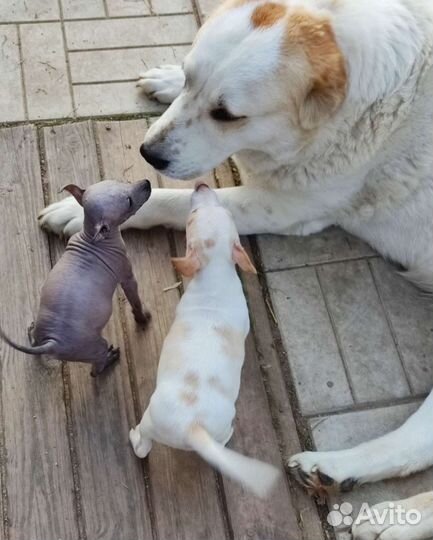 Ксолоитцкуинтли mini