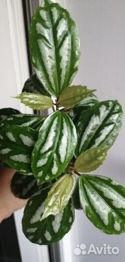 Пилея кадье