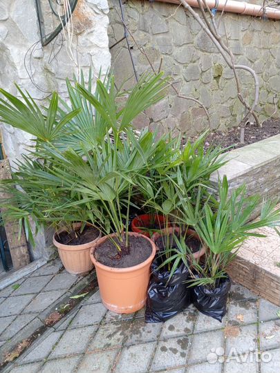 Пальма веерная