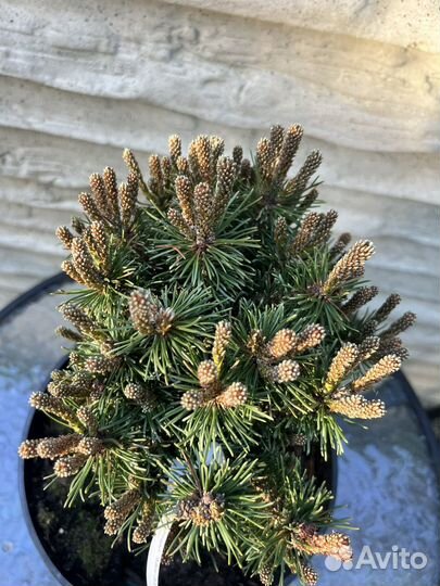 Сосна mini mops