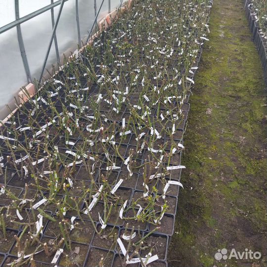 Саженцы Роз