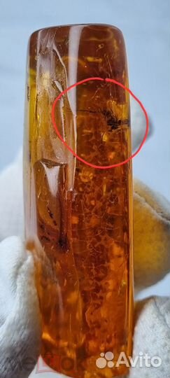 Янтарь с крупным пауком