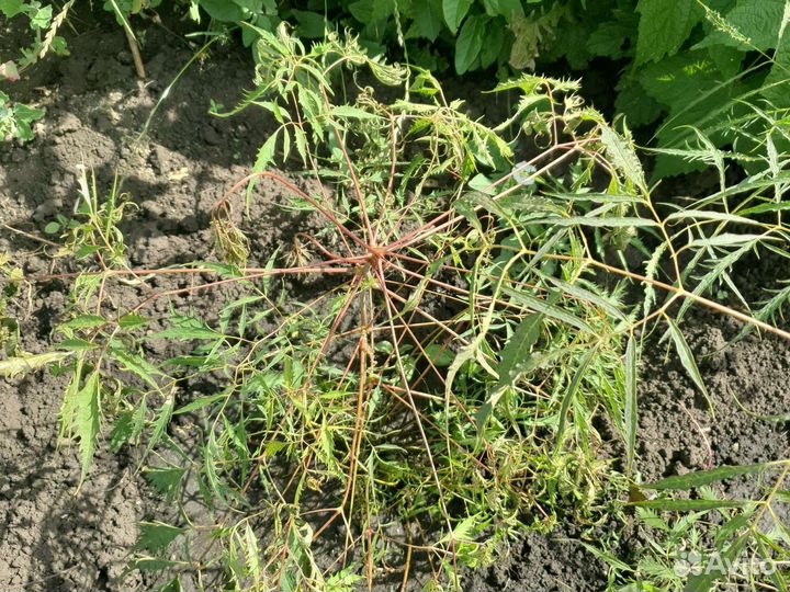 Садовые цветы и растения