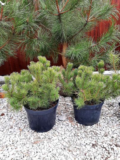 Сосна горная Мугус