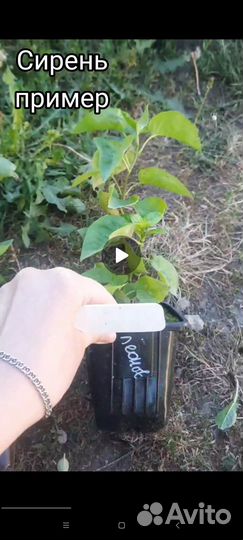 Декоративные кустарники для сада