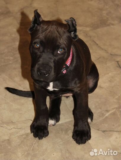 Прайтер питбуль