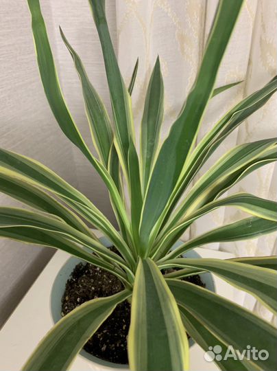 Пальма юкка вариегатная