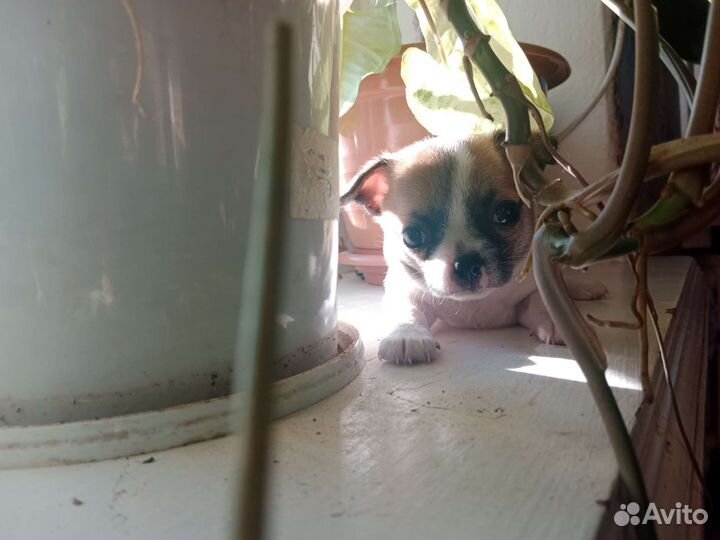 Щенки чихуахуа мини мальчик