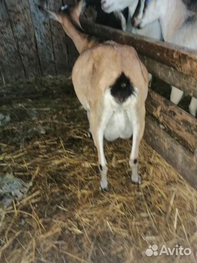 Продаётся Коза