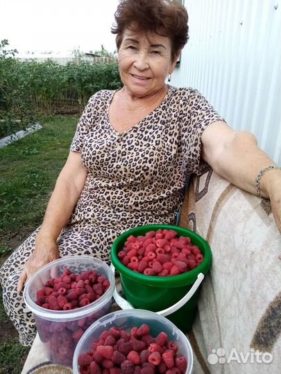 Саженцы ремонтантной малины