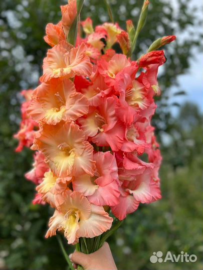 Цветы букет гладиолусы юбилей