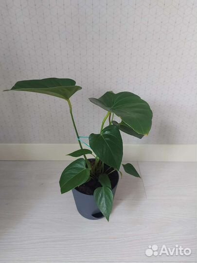 Антуриум красный