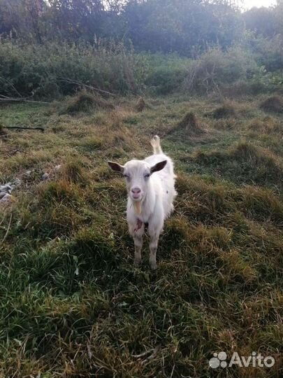 Зааненская дойная коза