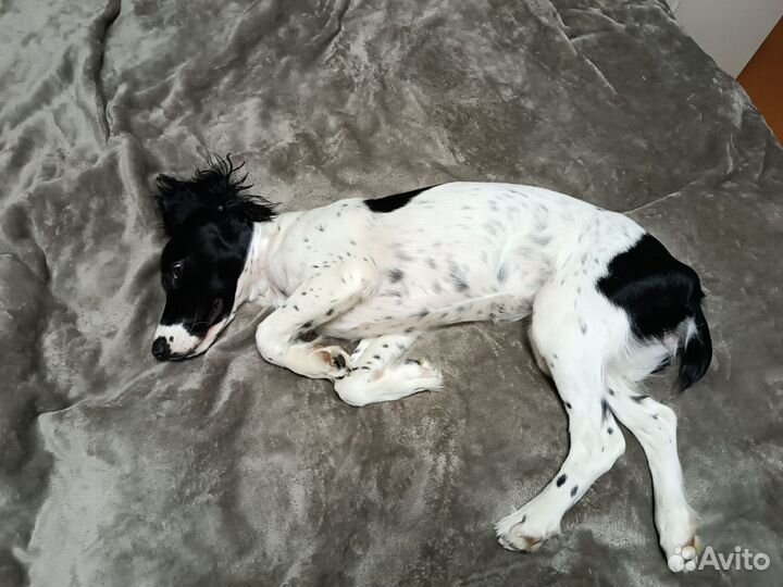 Русский спаниель