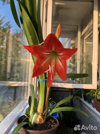 Амариллис гиппеаструм