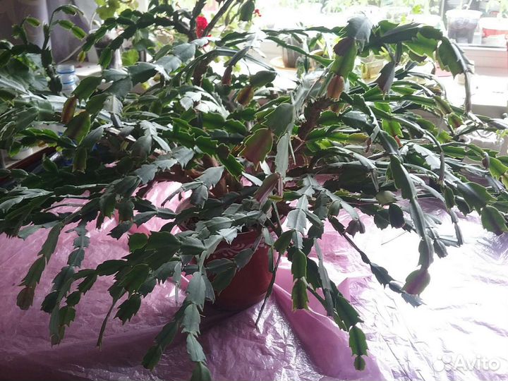 Цветы для дома и офиса