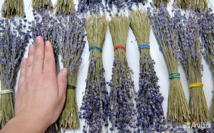 Лаванда крымская, 20 гр